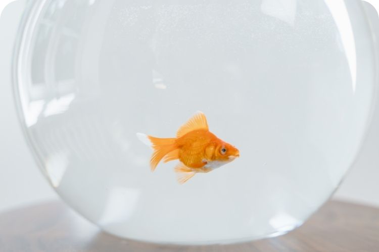 Gold fish in a fish bowl.