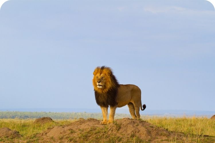 A majestic lion is standing firm.