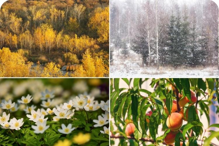 The four seasons: fall, winter, spring, summer.