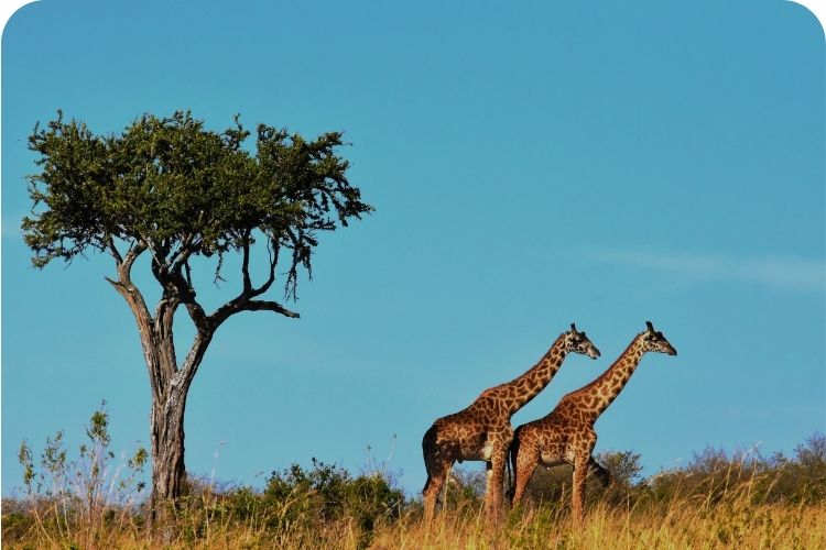Giraffe in South Africa.