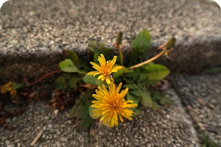 A dandelion sticking out of a crack in concrete stairs.