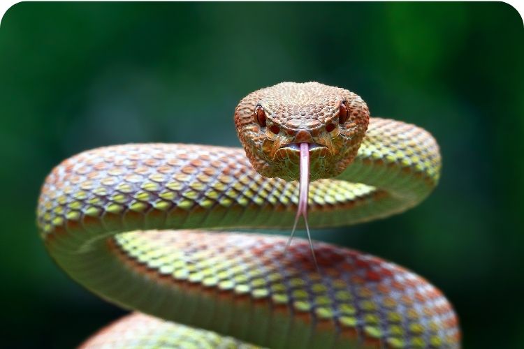 A snake staring into the camera.