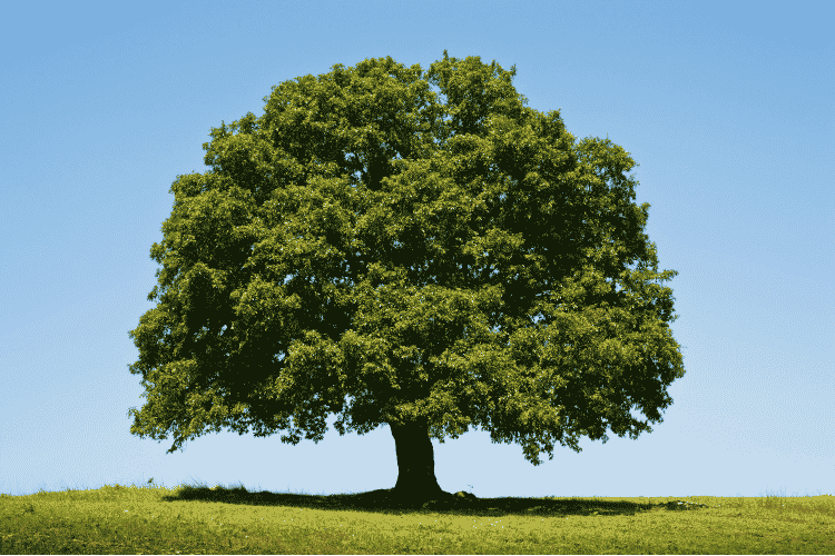 A full-grown tree.