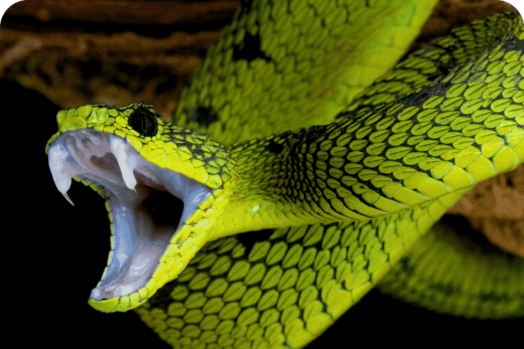 An angry snake.