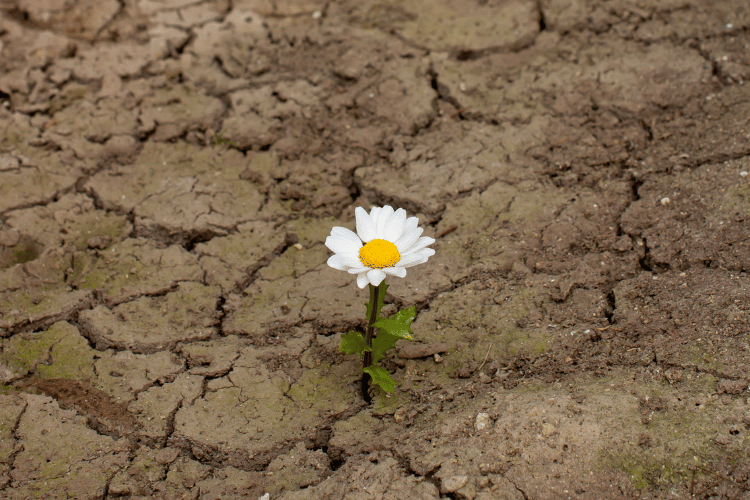 A lone flower in a desert.