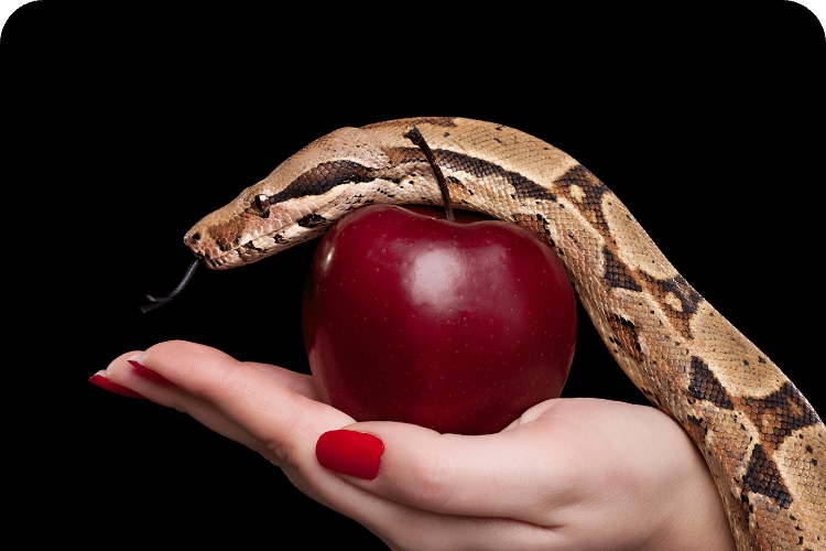 A red apple with a snake on top.